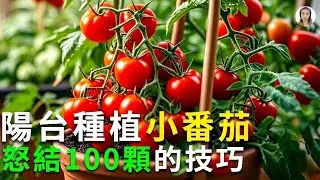 陽台種植小番茄，簡單4步順著做，番茄多又甜補充足夠維生素C|花花世界