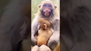 Monkey face #funny  Staile #viral shorts #Berojgar vlogs