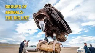 Different Groups Of Animal Names - The BIG List