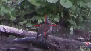 прицел день ночь ATN X-Sight II HD 3-14x