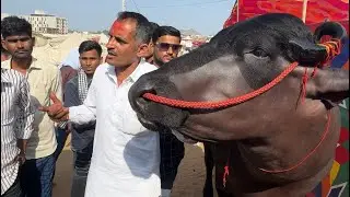 A powerful buffalo worth Rs 21 crore arrived at the Pushkar fair 😱 Pushkar fair 2025 | Pushkar fa...