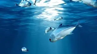 animaated fish pack 4 render test