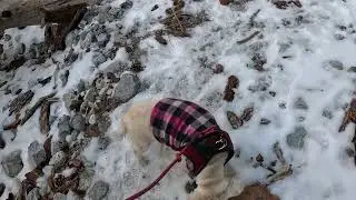 Senior Dog Winter Hike #dog