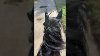#pferd #horse #equestrian #calimero #pony #prinz