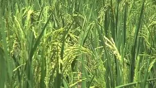 THE NERICA L1 IER RICE VARIETY - MALI