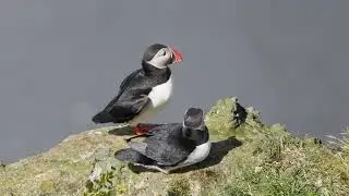 Puffin Town at Dyrhólaey, Iceland