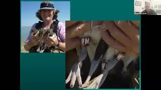September 2025 Speaker Series: The Gulf Coast Bird Observatory with Martin Hagne