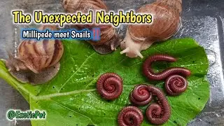 What Happens When Millipedes and Snails Share a Space ? Watch This! #UnexpectedNature #Millipede