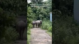 #dhenkanal #odisha #puri #kapilash #elephant #elephants #elephantattack #wildlife #wild #animals