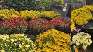 আমার বাড়ির চন্দ্রমল্লিকা গাছে ফুল কেমন ফুটেছে ?🤔