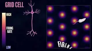 The Science of Grid Cells and Spatial Navigation