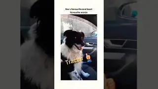 Dog&rsquo;s Hilarious Reaction to Favorite vs. Least Favorite Words! 🐶😂 #Shorts #animallover #FunnyPets
