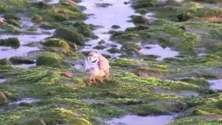 Extreme Birding... Is the 