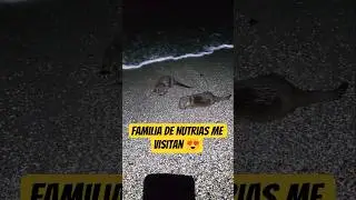 😱 Familia de Nutrias me Visitan!! 😍 #nutrias #nutria #nutriader&iacute;o #pesca #eging #malaga