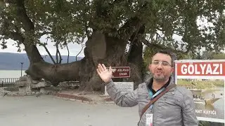 Gölyazı Ağlayan Çınar