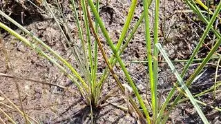 Striped Sedge Grasshopper