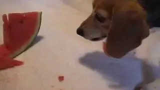 CheriCast - Cheri the Watermelon Killer