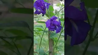 Have you ever tried this |Butterfly pea flower tea #jsjoyousliving