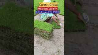Carpet Grass////Do contact for order 8761070938..