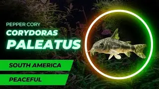 Corydoras paleatus - Pepper Cory