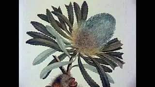 Banks' Florilegium, The Flowering of the Pacific