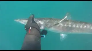 Pesca submaria, pesca selectiva y sostenible - Almeria 2020
