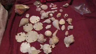 Grandma Shows Gracie Her Massive Seashell & Sand Dollar Collection