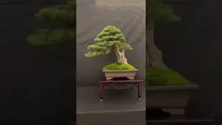 XXVI Congresso IBS. Anticipazione del video di domani