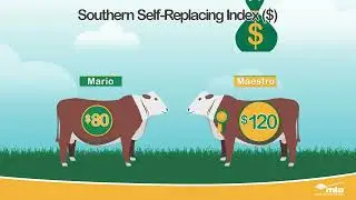 Module 1 Episode 3 - What are beef Indexes?