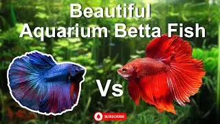 Look Beautiful aquarium betta fish, Nemo fish.
