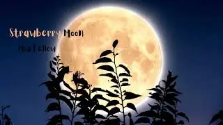 STRAWBERRY MOON, Rainy days