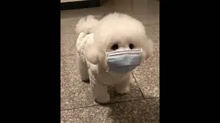 cute puppy corona virus protection