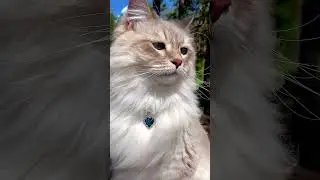 Adventures of a Fluffy Blue-Eyed Siberian Cat! 😺