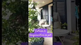 Cultiver le bougainvillier en pot sur un Balcon