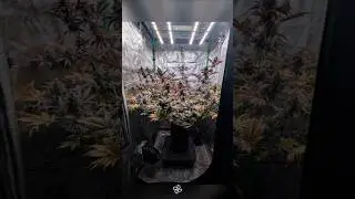 Tested out the octopot grow system
