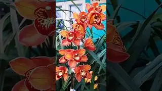 #orchid #cymbidium #flowers #shorts