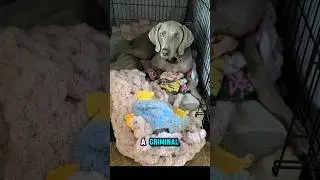 Geezy is down bad. The investigation is ongoing. 🕵️ #GlamAndGeezy #weimaraner #greyghost #Weimcrime