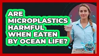 Are Microplastics Harmful When Eaten By Ocean Life?