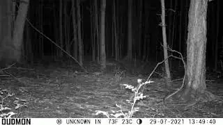 To me something at tree line look straight.crazy orbs