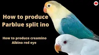 How to produce Parblue split ino for creamino working .