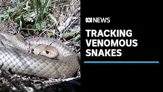 Tracking one of Australia's most venomous snakes | ABC News
