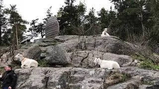 Fl&oslash;ibanen, a funicular railway ride from the center of Bergen to Mount Fl&oslash;yen, Norway!