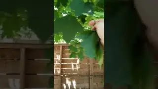 Norway maple backyard, Edible