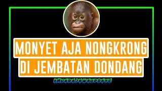 Monyet Galau di Jembatan Dondang #keragalau #kersakti