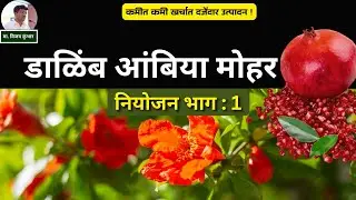 डाळिंब आंबिया बहार नियोजन: पाणी, खत आणि रोग नियंत्रण | Pomegranate Ambiya Bahar Management