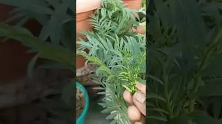 marigold flower plant care tips🪴|गेंदे के पौधा घना कैसे करें #plants #Marigoldplant #gardeningtips