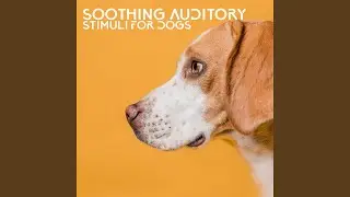 Canine Wellbeing