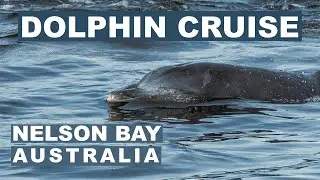 Dolphin watching  | Nelson Bay Australia  [4K]