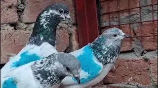 For Sale Pyor Salekoti kabutar in Punjab 9855301032