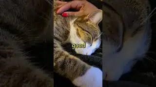 Cat cuddles | Chiling with my Princess💛🐈😻